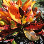 Mammy FIRE Dwarf Corkscrew Tropical Twisted Colored Leaf Croton Live Plant Heirloom Yellow, Red, Orange Starter Size 4 Inch Pot Emerald TM