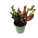 The Croton Collection – 3 Live Plants in 4 Inch Pots – Codiaeum Mammy, Petra, Gold Dust – Tropical Easy Care Indoor Houseplants